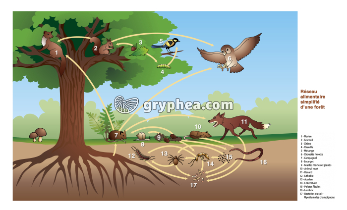 Les chaines alimentaires de la forêt tempérée - infographie - gryphea.org